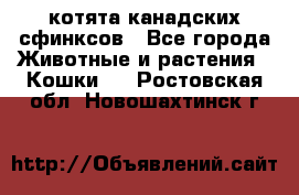 котята канадских сфинксов - Все города Животные и растения » Кошки   . Ростовская обл.,Новошахтинск г.